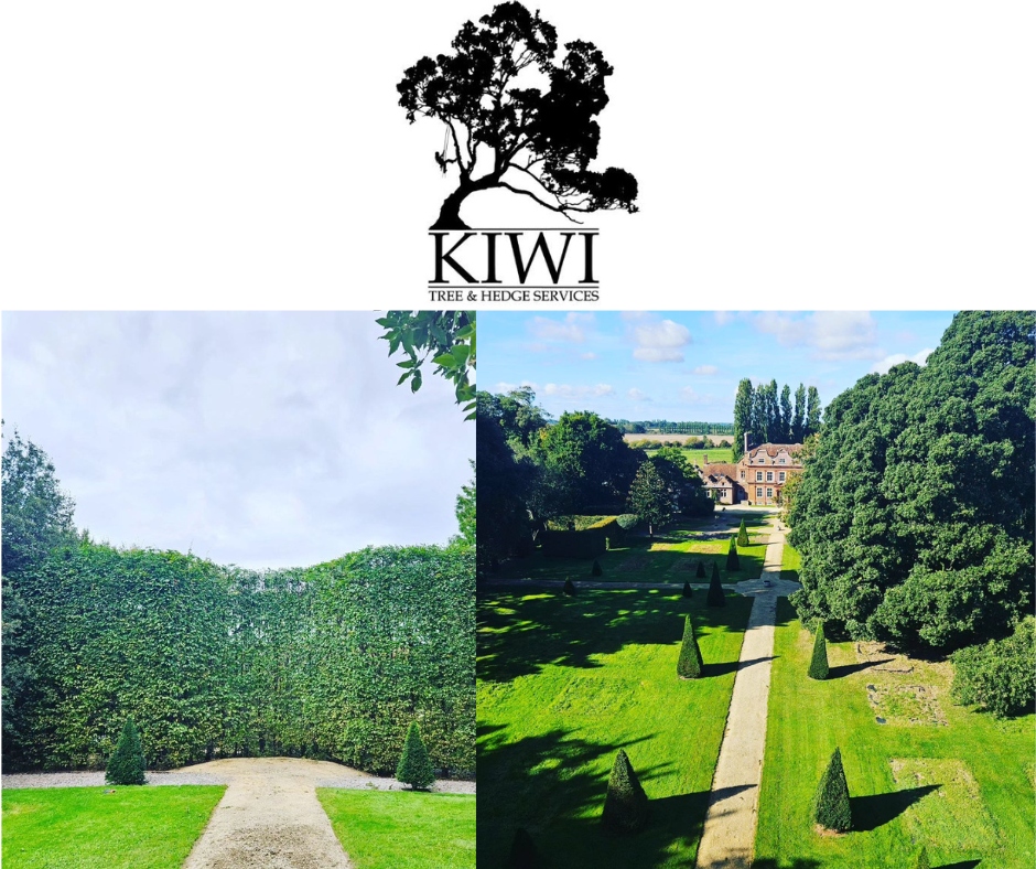 Kiwi Tree & Hedge Services